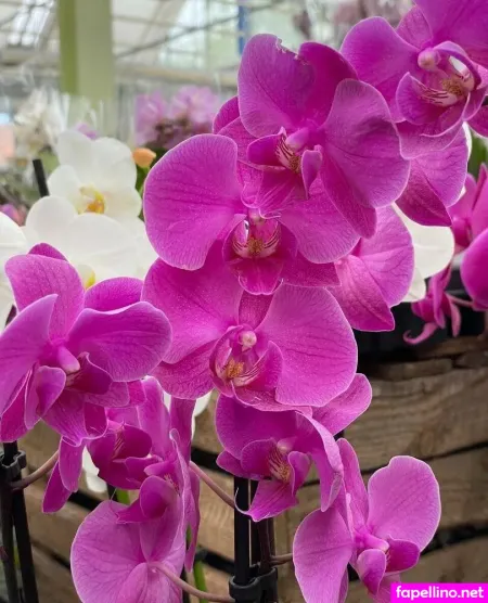 Abby Chase OnlyFans Thumbnail #V37ScJnaIN