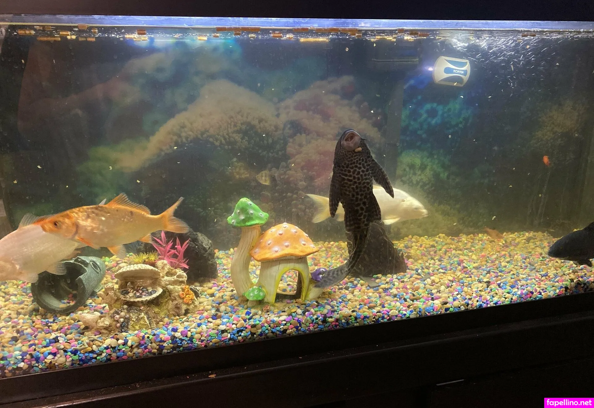 adam22, adamandlena Nude Leaked OnlyFans Photo #38lyoDtKT0