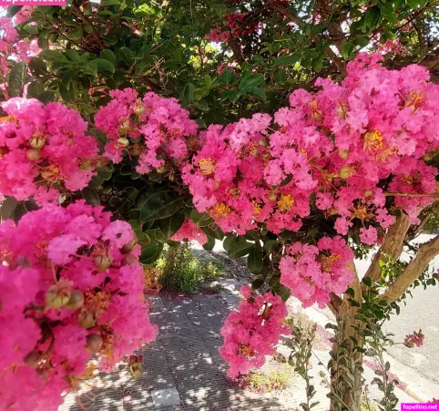 Agusvenus OnlyFans Thumbnail #MiB5XdACO4