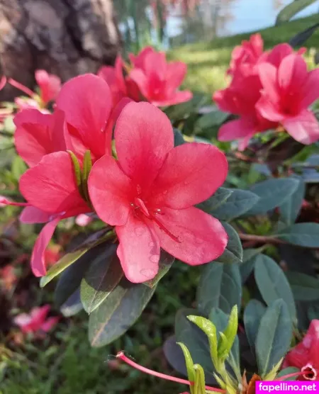 Agusvenus OnlyFans Thumbnail #VT9WFRve50