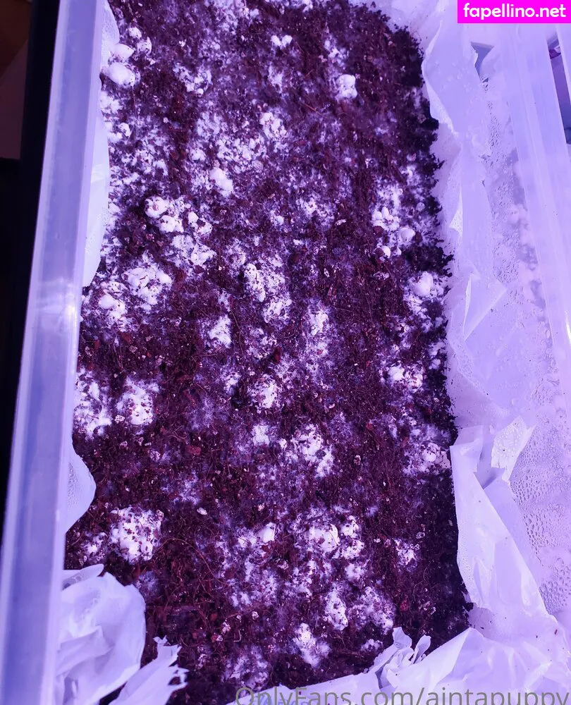 aintapet, aintapuppy, anyuser Nude Leaked OnlyFans Photo #zBVSLYeE5Z