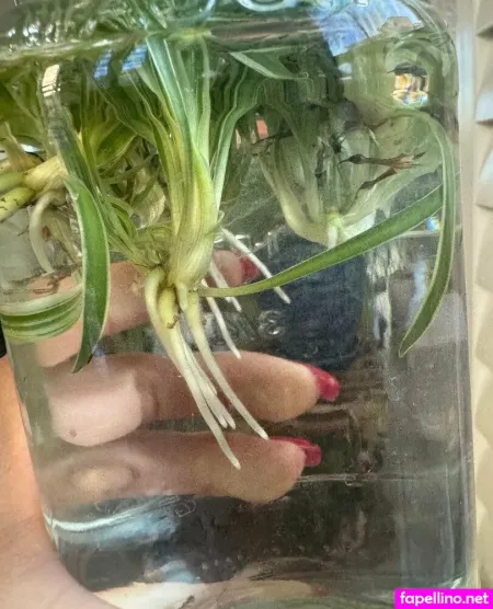 Alexisfawx 1 OnlyFans Thumbnail #CCc1tCS8sH