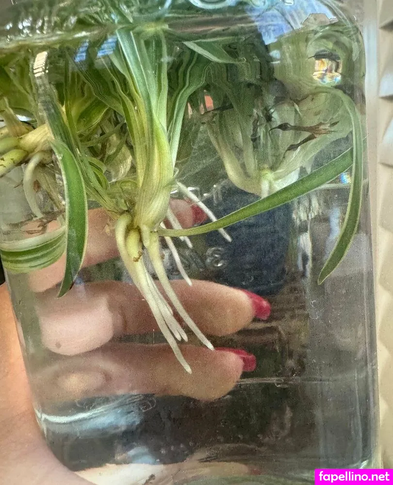 alexisfawx, alexisfawxlive Nude Leaked OnlyFans Photo #CCc1tCS8sH