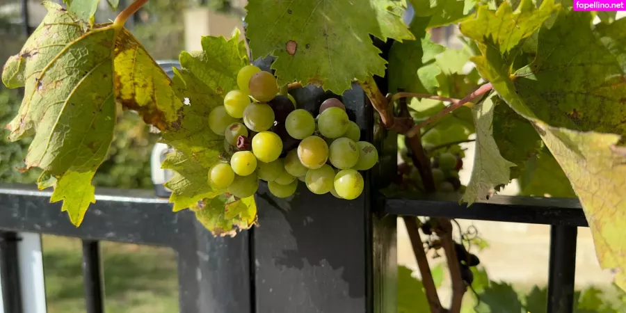 Alfredcox OnlyFans Thumbnail #c7rmcrEONU