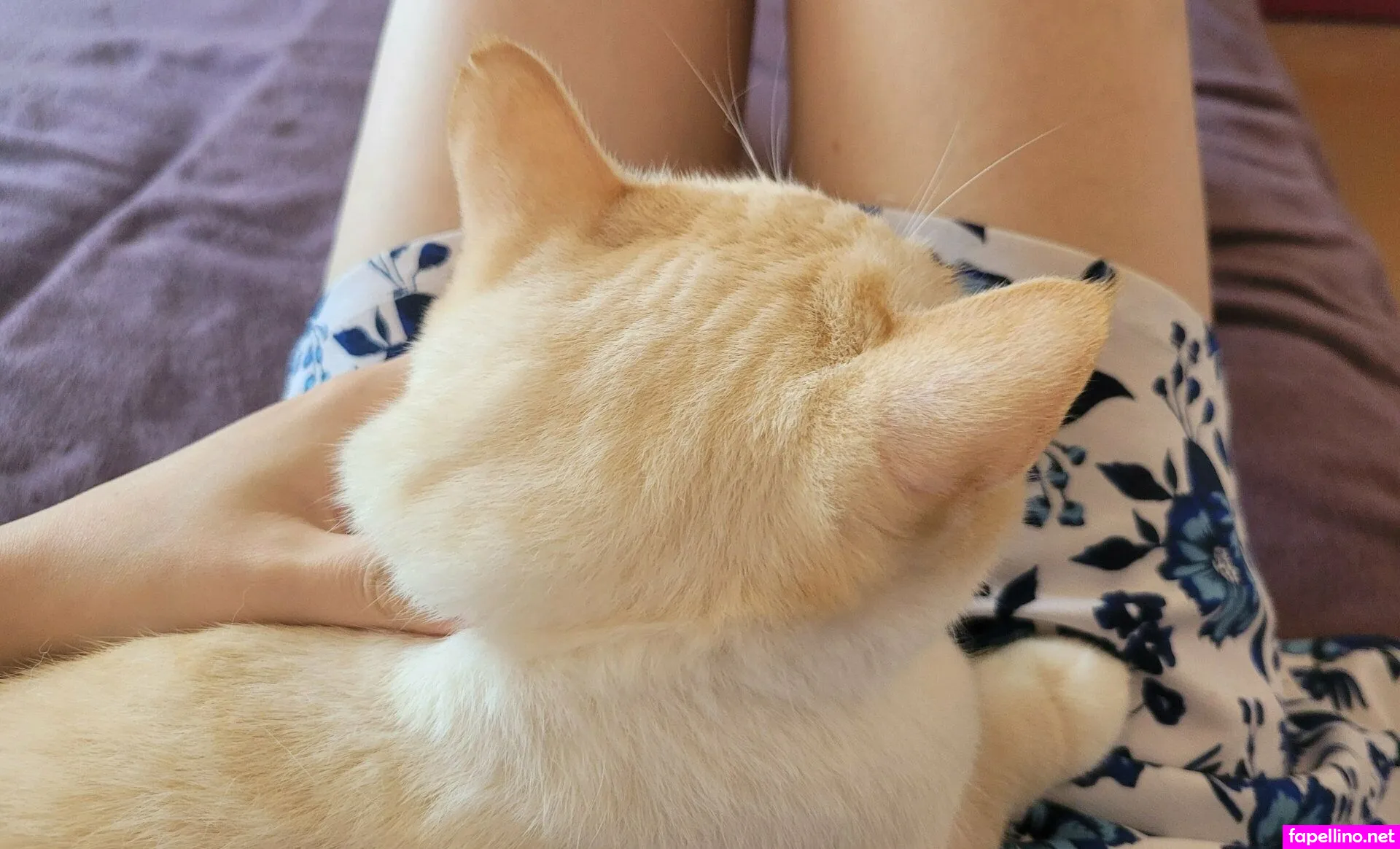 alicekittys Nude Leaked OnlyFans Photo #ZxsO7fgaip