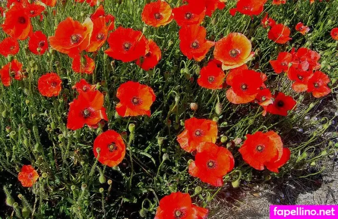 Aliceyang Main Profile Photo