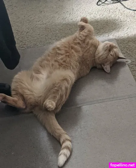 Allycakes 12 OnlyFans Thumbnail #CkQhbemeXj