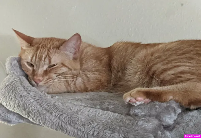 Allycakes 12 OnlyFans Thumbnail #kSNbit0MmD