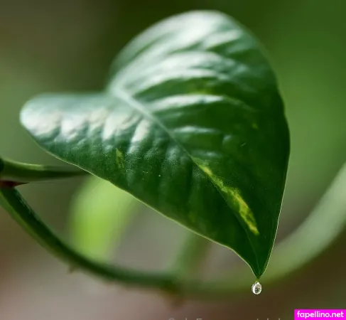 Alphadombbc Main Profile Photo