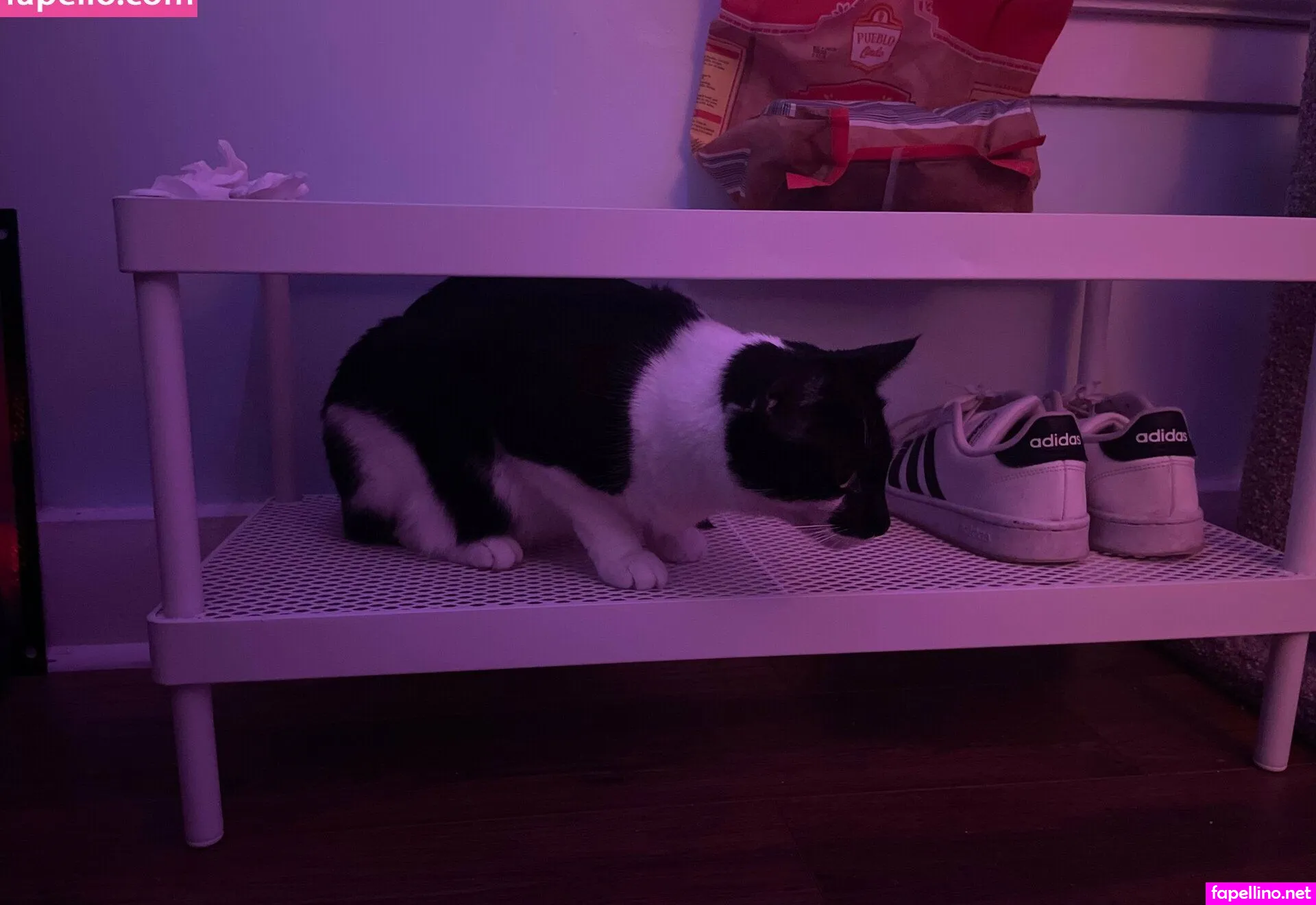 anexcks Nude Leaked OnlyFans Photo #nIPF2HcVvv