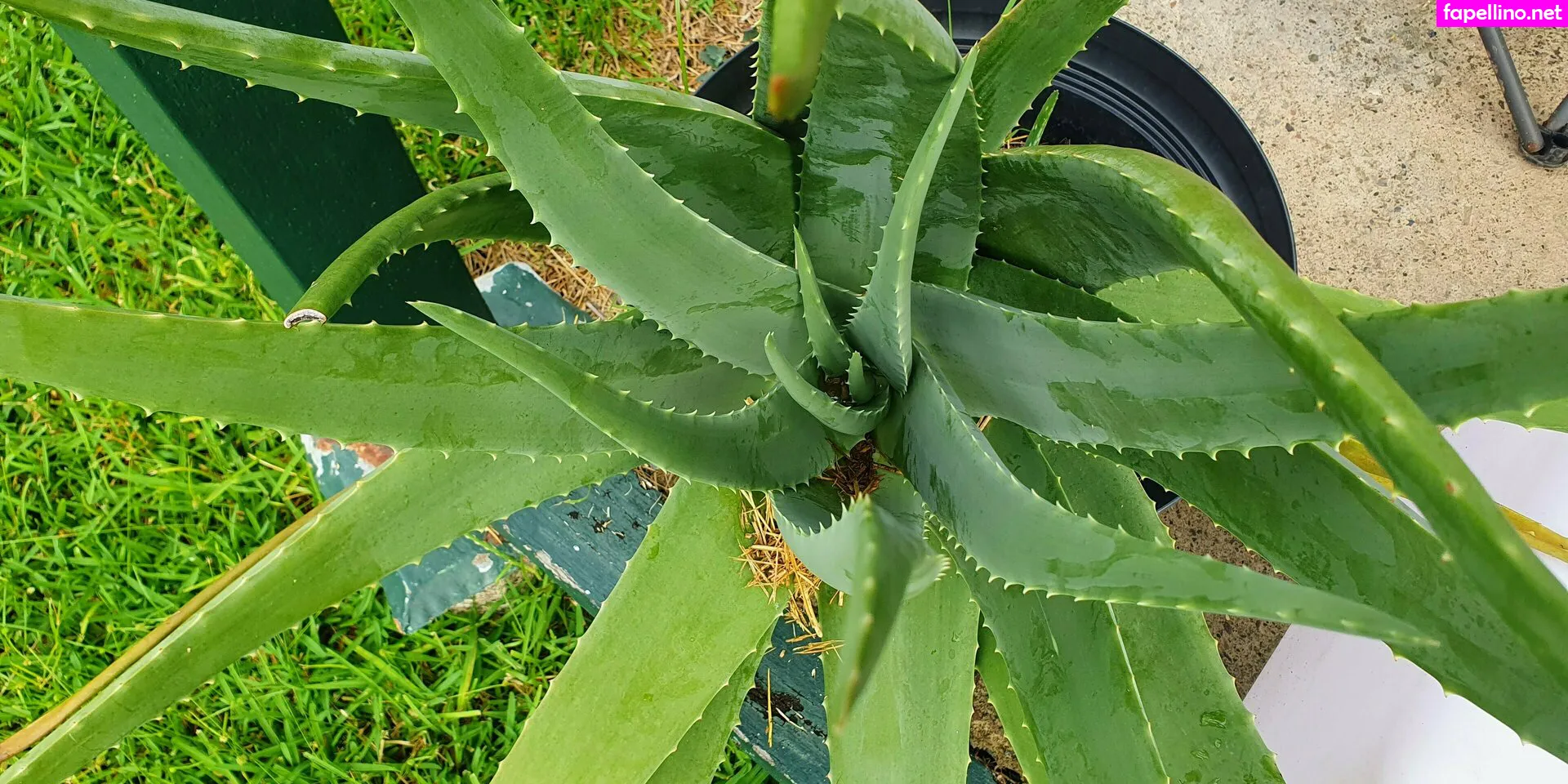 annalicia_, annalicia_arts Nude Leaked OnlyFans Photo #CIWKQLJL2J