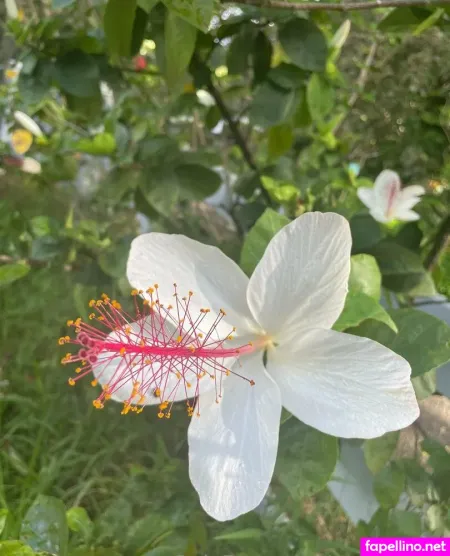 Apurepearl OnlyFans Thumbnail #nmUU7uo6IT