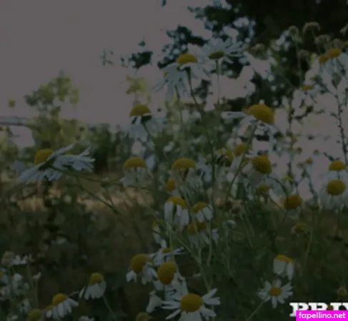 Ariana Shine OnlyFans Thumbnail #tlcVnwRAMO