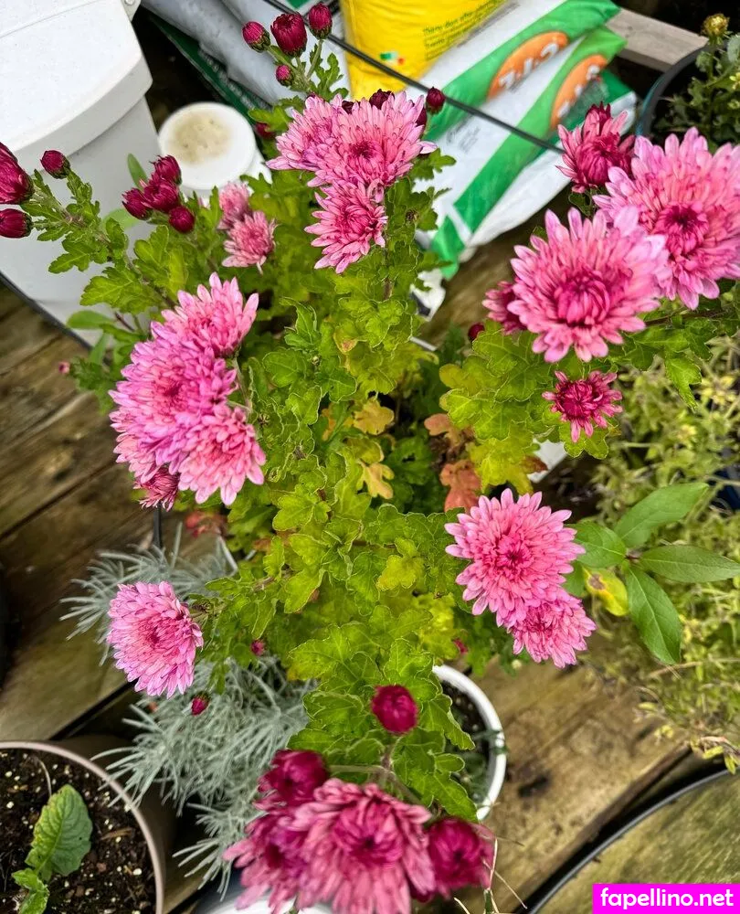 ashtonfaye_free, xoxoashtonleigh Nude Leaked OnlyFans Photo #f5FVkJd7iM