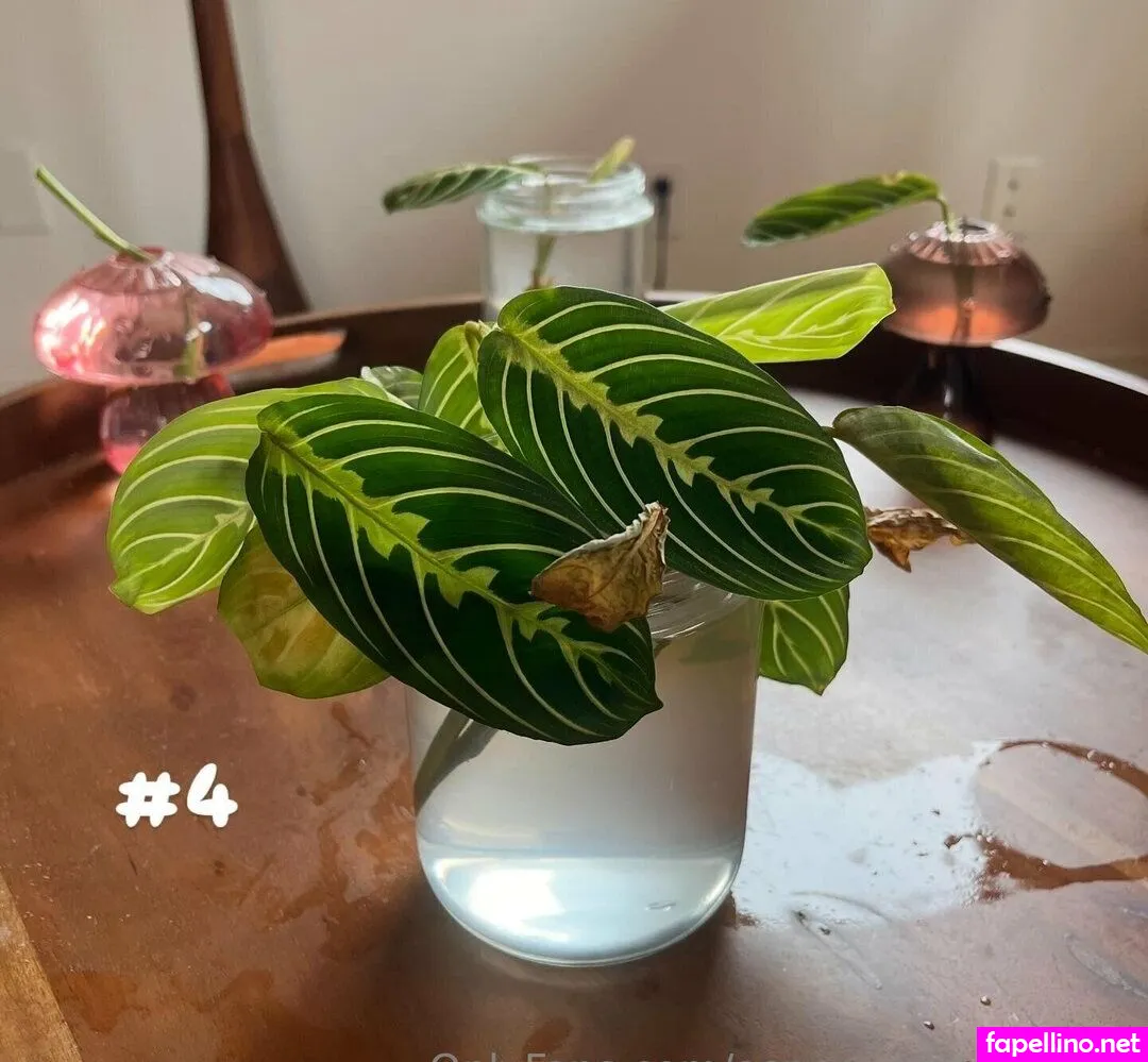 aspencgreenthumb Nude Leaked OnlyFans Photo #5WwmT4vF8e