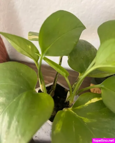 Aspencgreenthumb OnlyFans Thumbnail #5rPZvCfexz