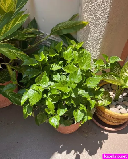 Aspencgreenthumb OnlyFans Thumbnail #9iAl2POLLK