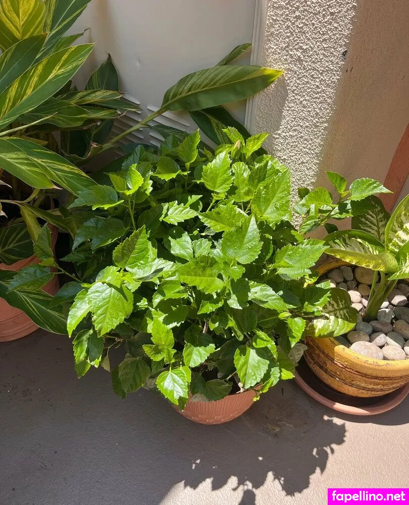 aspencgreenthumb Nude Leaked OnlyFans Photo #9iAl2POLLK