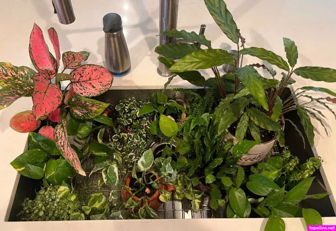 Aspencgreenthumb Main Profile Photo