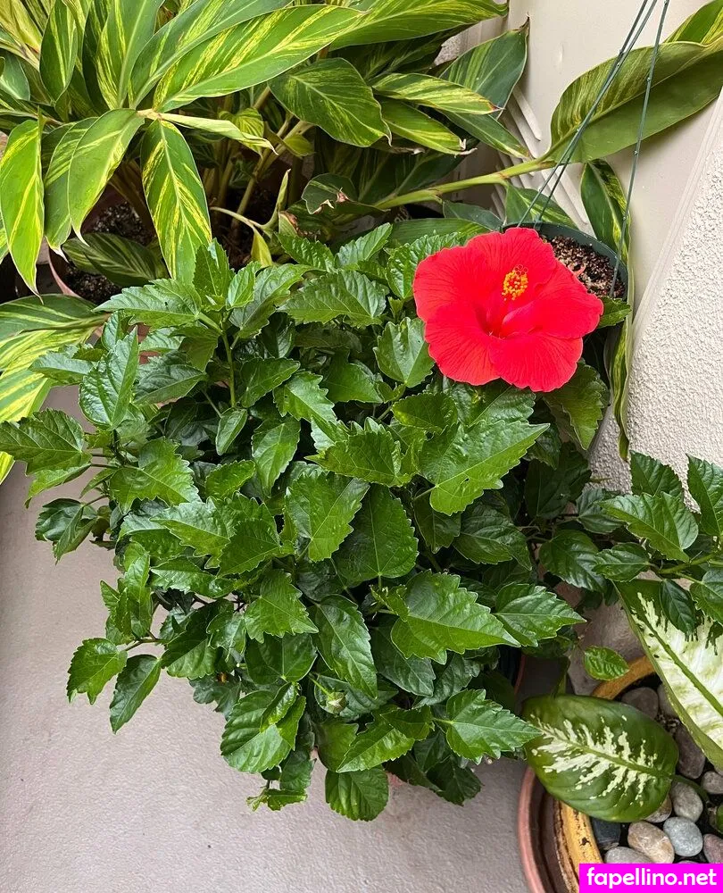 aspencgreenthumb Nude Leaked OnlyFans Photo #CNDiiMHYLd