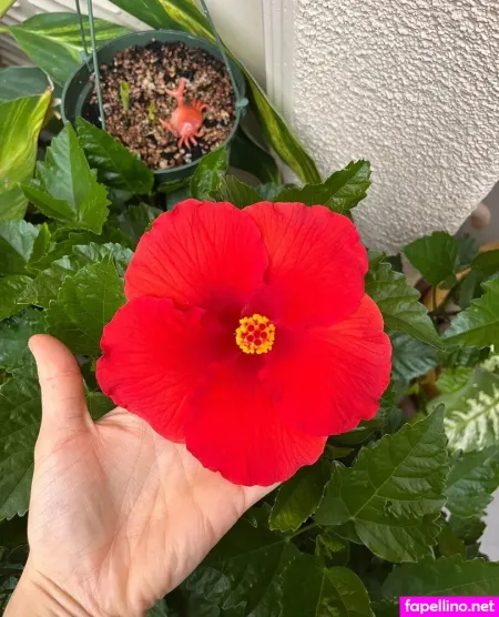 Aspencgreenthumb OnlyFans Thumbnail #Cq1jDiwdrP