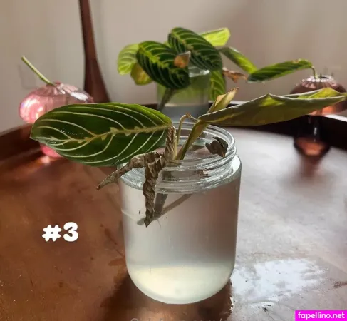 Aspencgreenthumb OnlyFans Thumbnail #Igtu5gqnPM