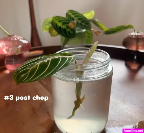 Aspencgreenthumb OnlyFans Thumbnail #IlqSpVtqBx