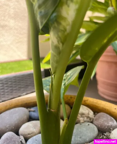 Aspencgreenthumb OnlyFans Thumbnail #UjULCxkrgI