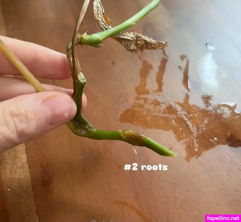 Aspencgreenthumb OnlyFans Thumbnail #V1HQBBiEK2