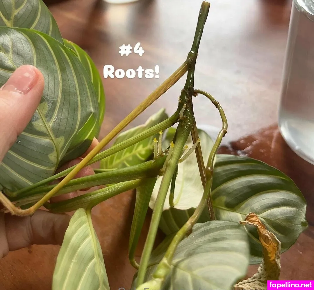 aspencgreenthumb Nude Leaked OnlyFans Photo #acZ8O14OWd