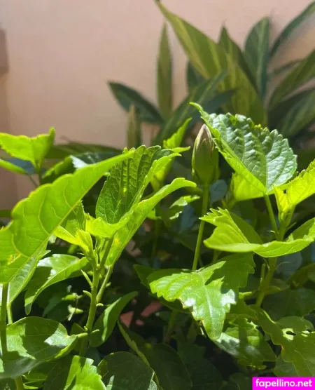 Aspencgreenthumb OnlyFans Thumbnail #bXR6meoJ5q