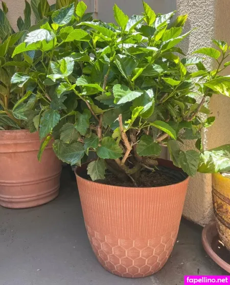 Aspencgreenthumb OnlyFans Thumbnail #bfRkBG1HhV