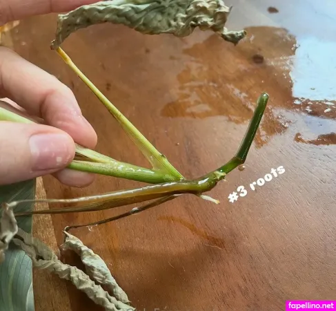 Aspencgreenthumb OnlyFans Thumbnail #paLRP0Zo8T