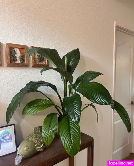 Aspencgreenthumb OnlyFans Thumbnail #sAGMhl1hwE