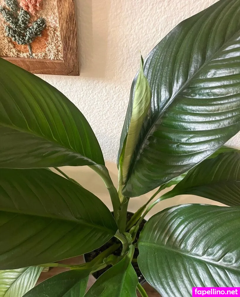 aspencgreenthumb Nude Leaked OnlyFans Photo #vcmC4etZiH