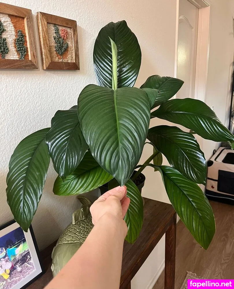 aspencgreenthumb Nude Leaked OnlyFans Photo #vuRoObTcsz