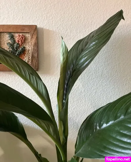 Aspencgreenthumb OnlyFans Thumbnail #xz5f6RXwxW