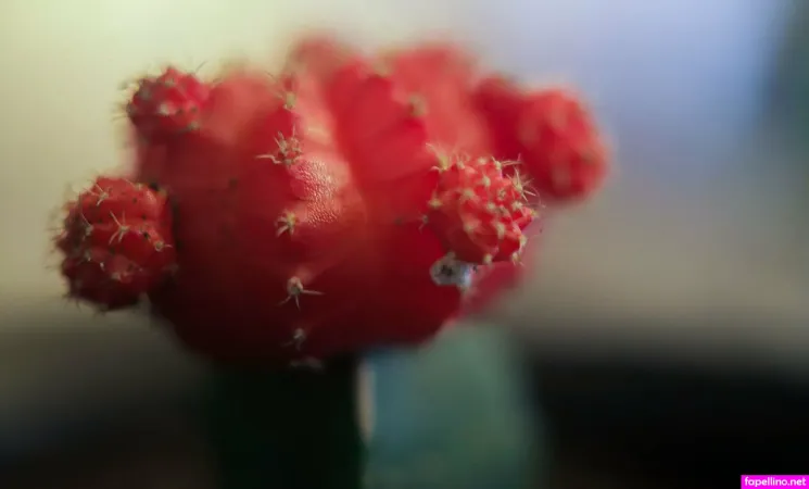 Assmer OnlyFans Thumbnail #8kmqhdIsHT