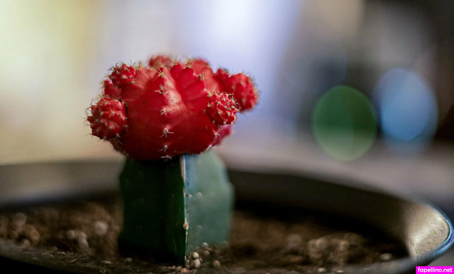 aassmer, assmer Nude Leaked OnlyFans Photo #S5b6GqXrZu