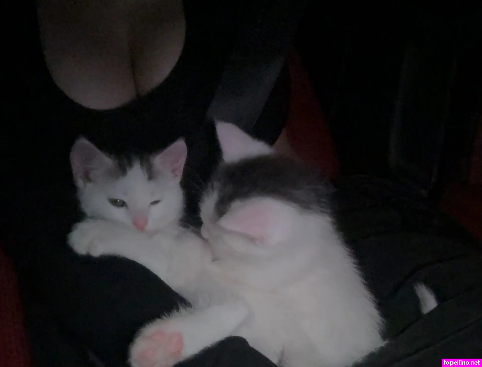 adreena_angela, angela, avgella Nude Leaked OnlyFans Photo #JMSKDHzBsh