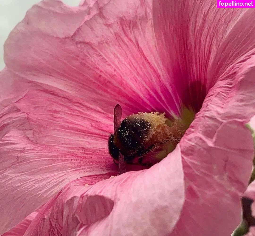 Alsacia, azucarysal Nude Leaked OnlyFans Photo #ACmIGHaQBx