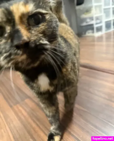 Blumshy Main Profile Photo