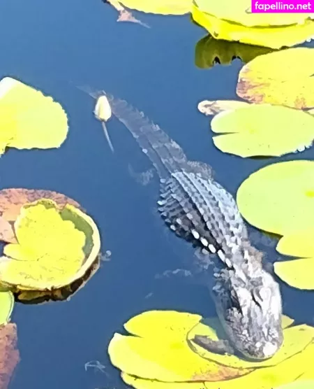 Britneyathome OnlyFans Thumbnail #Edx1Q7UgYG