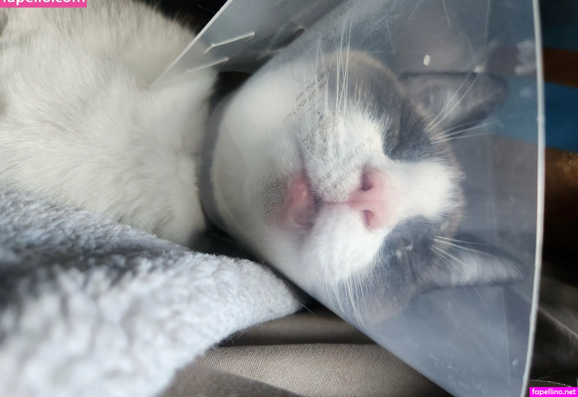 bumblebieve, mystic_marzipan Nude Leaked OnlyFans Photo #sHKv3CgPYa