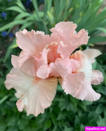 Callalilylady OnlyFans Thumbnail #Z63MkAr6hu