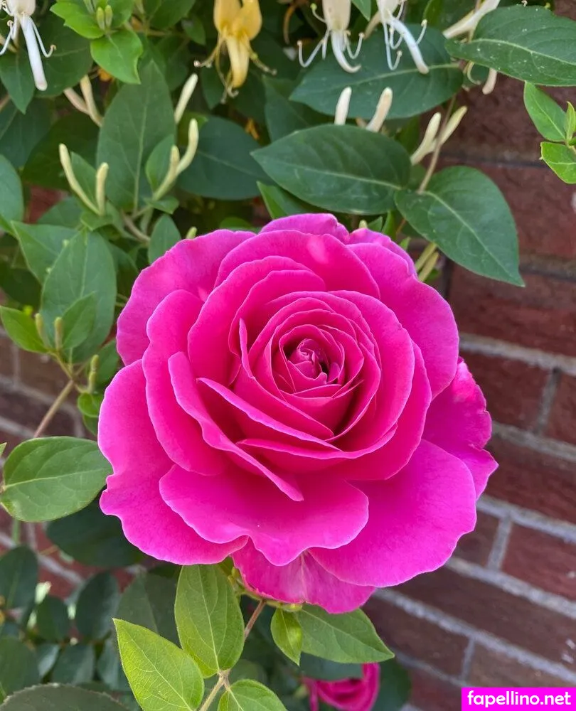 callalilylady Nude Leaked OnlyFans Photo #cuHNfieRt5