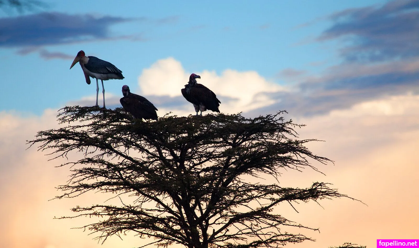 candiceboucher Nude Leaked OnlyFans Photo #WD92Gur7In