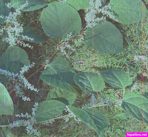 Cedella01 OnlyFans Thumbnail #iXeEOY6y6f