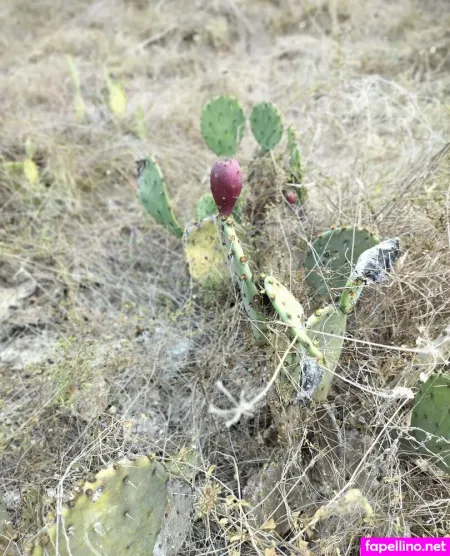 Chandra Ryan OnlyFans Thumbnail #8sN0ndTQhP