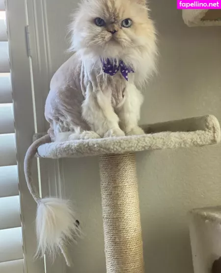 Chibibyte OnlyFans Thumbnail #5Y9Nv4ptLM